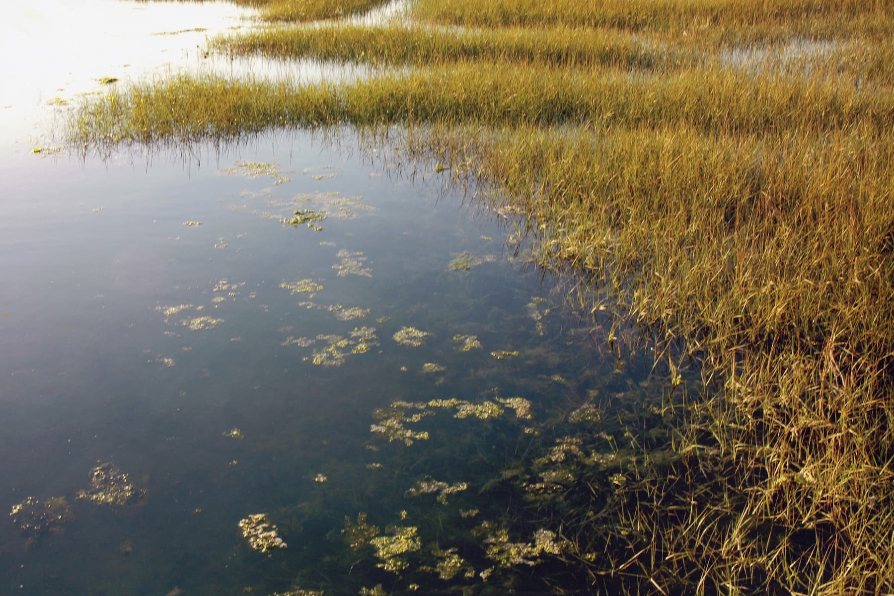 wetlands